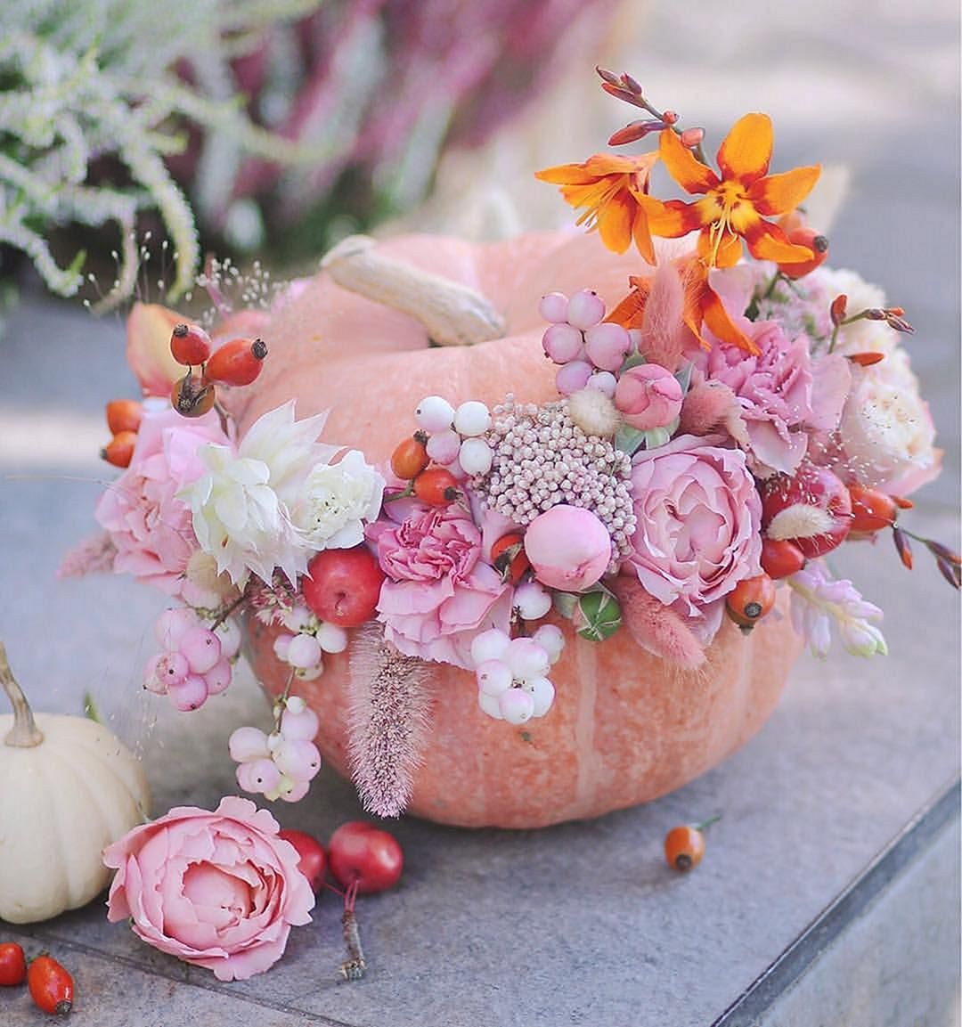 Pink blush velvet pumpkins season from llathyrus.lavka instagram